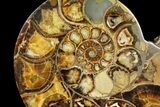 Rare, Ammonite (Argonauticeras) - Befandriana, Madagascar #168520-8